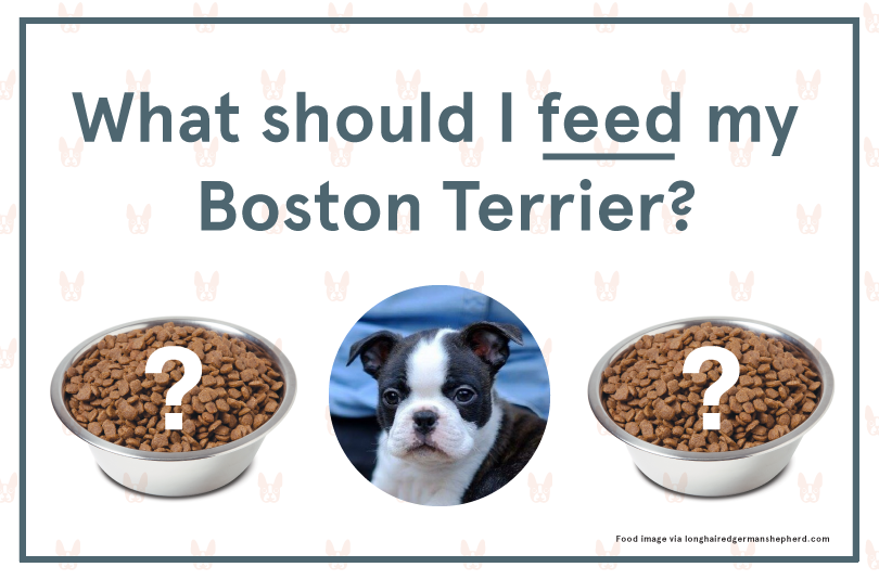 what do you feed a boston terrier puppy?